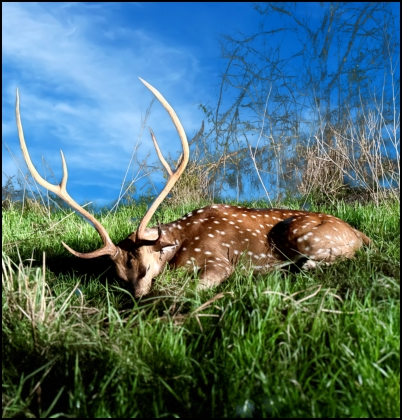 Rcent hunt trophy taken at TEN26 Outdoors hunting ranch near Huntsville Texas