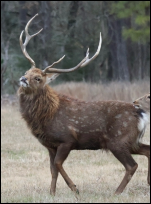 An image of the exotic Dybowski Sika game animal that hunters stalk at the TEN26 hunting ranch near Huntsville Texas