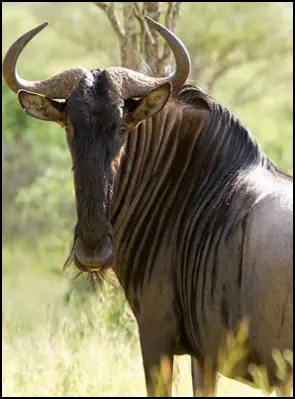 An image of the exotic Wildebeest game animal that hunters stalk at the TEN26 hunting ranch near Huntsville Texas