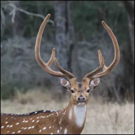 An mage of the exotic Axis game animal that hunters stalk at the TEN26 hunting ranch near Huntsville Texas
