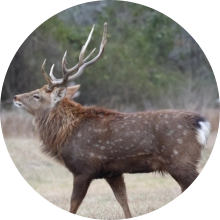 Ten26 Exotic Game Hunting