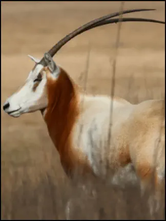 An image of the exotic  Scimitar Horned Oryx game animal that hunters stalk at the TEN26 hunting ranch near huntsville texas