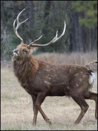 An image of the exotic Red Stag deer game animal that hunters stalk at the TEN26 hunting ranch near huntsville texas