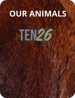 OUR ANIMALS