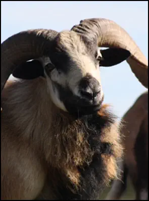 An image of the exotic Texas Dall Sheep game animal that hunters stalk at the TEN26 hunting ranch near  Huntsville Texas