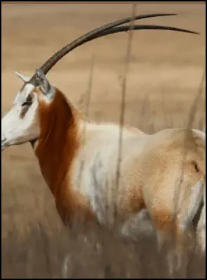 An image of the exotic Onyx game animal that hunters stalk at the TEN26 hunting ranch near Huntsville Texas