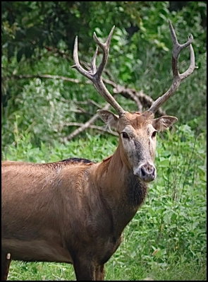An image of the exotic Pere Davis"s Deer game animal that hunters stalk at the TEN26 hunting ranch near Huntsville Texas
