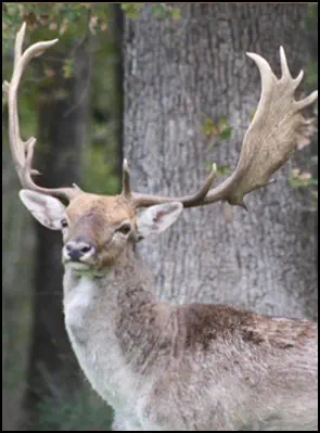 An image of the exotic Fallow Deer game animal that hunters stalk at the TEN26 hunting ranch near Huntsville Texas
