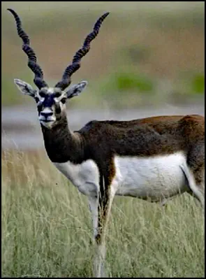 An image of the exotic Bkack Buck game animal that hunters stalk at the TEN26 hunting ranch near Huntsville Texas