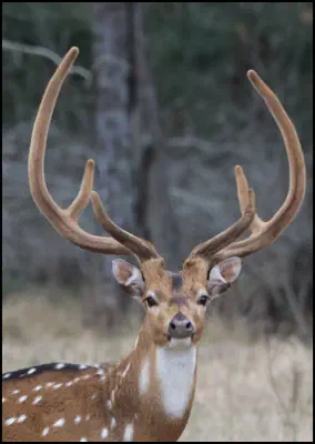 An image of the exotic Axis game animal that hunters stalk at the TEN26 hunting ranch near Huntsville Texas