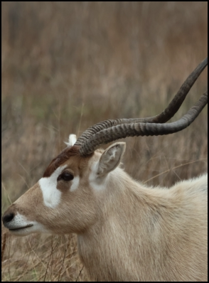 An image of the exotic Addax game animal that hunters stalk at the TEN26 hunting ranch near Huntsville Texas