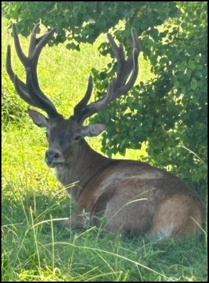 An image of the exotic Red Deer game animal that hunters stalk at the TEN26 hunting ranch near Huntsville Texas