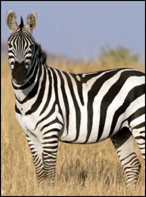 An image of the exotic Zebra game animal that hunters stalk at the TEN26 hunting ranch near Huntsville Texas