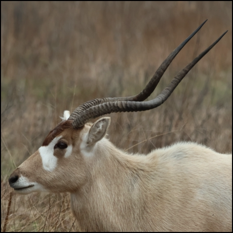 An image of the exotic Addx game animal that hunters stalk at the TEN26 hunting ranch near Huntsville Texas