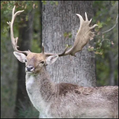 An image of the exotic Fallow Deer game animal that hunters stalk at the TEN26 hunting ranch near Huntsville Texas