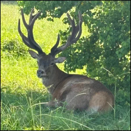 An image of the exotic Red Deer game animal that hunters stalk at the TEN26 hunting ranch near Huntsville Texas