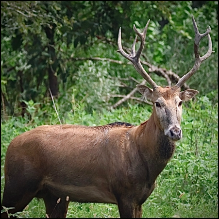 An image of the exotic Pere David"s Deer game animal that hunters stalk at the TEN26 hunting ranch near Huntsville Texas