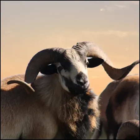 An image of the exotic Texas Dall Sheep game animal that hunters stalk at the TEN26 hunting ranch near Huntsville Texas