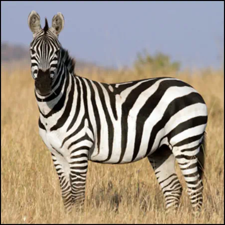 An image of the exotic Zebra game animal that hunters stalk at the TEN26 hunting ranch near Huntsville Texas