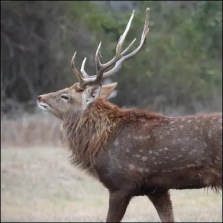 An image of the exotic Dybowski Sika game animal that hunters stalk at the TEN26 hunting ranch near Huntsville Texas