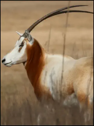 An image of the exotic  Scimitar Horned Oryx game animal that hunters stalk at the TEN26 hunting ranch near huntsville texas