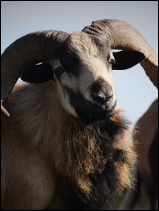 An image of the exotic Texas Dall Sheep game animal that hunters stalk at the TEN26 hunting ranch near huntsville texas
