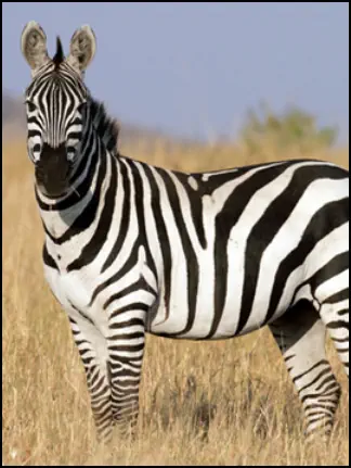 An image of the exotic Zebra game animal that hunters stalk at the TEN26 hunting ranch near huntsville texas